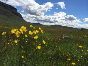 Det er vakkert i fjellheimen i juli.
