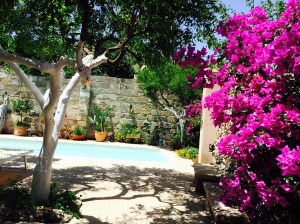 Bilde av basseng med blomst i forgrunnen.