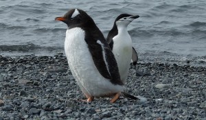 To pingviner lite bilde