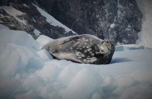 Weddelselen har mør-e og lyse grå flekker i pelsen.