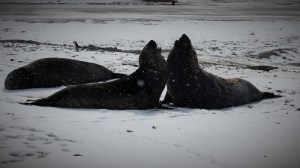 To store elefantsel sitter mot hverandre.