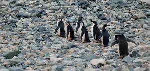 Seks pingviner går på steinsatt strand.