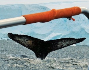 hvalhale og båtrekka lite