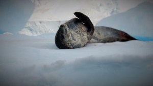 En leopardsel ligger på ryggen med et ironisk smil.