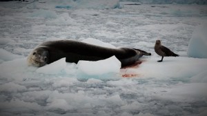 Sel på et isflak med en fugl ved siden av seg.