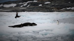 En leopardsel ligger i bukta på et isflak, mens en adelie-pingvin går foran nesen på den. Leopardselen spiser pingviner, så dette så farlig ut. To skuaer ser vi også på isflaket.