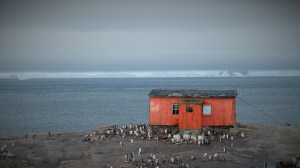 Rødt hus med pingviner rundt.