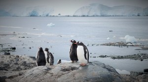 Fire pingviner ser ut over sjøen, bryr seg ikke det minst om å ha fått besøk.