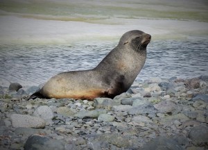 På siden av hodet til pelsselen sitter ørene som små skinnflipper.