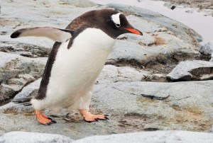 Gentoo-pingvin med vingene ute  og hodet litt framoverbøyd.