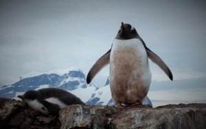 En pingvin står med begge vingene ute. Vi ser han forfra. Til venstre ligger en unge og sover.