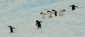 En gjeng ungpingviner sklir på isen på vei fra et isflak ned til sjøen.