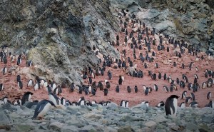 Koloni av pinginer i fjellside. Rundt pingvinene er det rosa av avføring fra kolonien av pingviner.