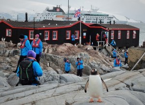 En pingvin står rett foran kamera. I bakgrunnen ser vi husene i Port Lockroy med hurtigruta i bakgrunnen.