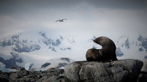 En sel sitter på en stein. Det er hvite fjell bak og på himmelen flyr en måke, mens vi ser en seilbåt i bakgrunnen.