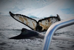 To knølhvaler på jakt etter mat, like ved den lille båten vi sitter i. Et magisk syn.