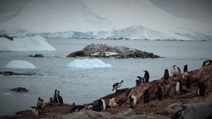 Bilde som viser tre fuglearter på samme bilde.