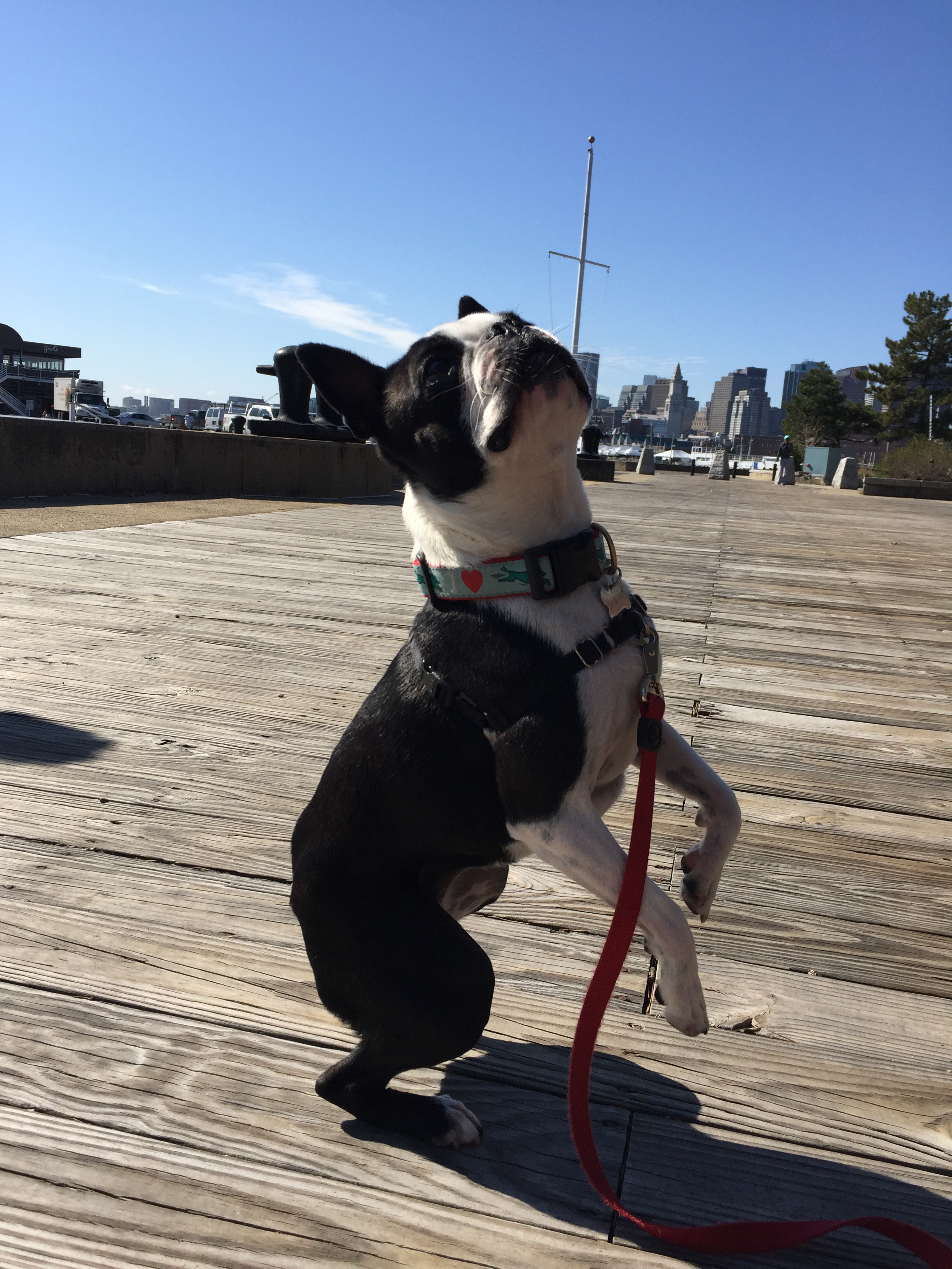 en hun som står på to bein.