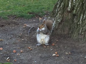 Ekorn spiser en nøtt.