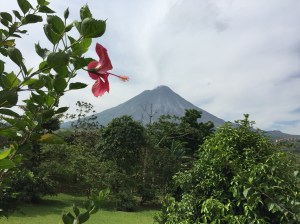 Fjelltopp med blomster i forgrunnen.