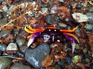 Krabbe i oransje og lilla.