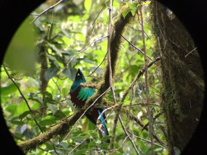 Grønn fugl i et tre.