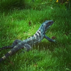 Firfirsle i grønt gress