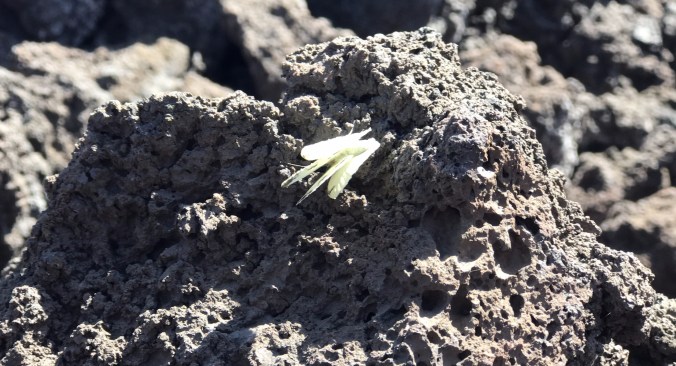 Lys sommerfugl mot lavastein.